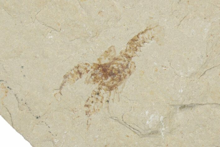 Cretaceous Fossil Fish & Lobster Association - Hakel, Lebanon #200631